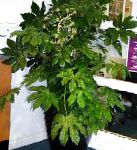 Фатсия (Аралия), растения для балкона