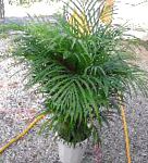 Хризалидокарпус, растения для балкона