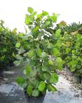 Кокколоба (Морской виноград), растения для балкона