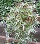 Оплисменус (Остянка), растения для балкона
