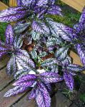 Стробилантес, растения для балкона, фиолетовый