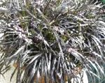 Офиопогон (Ландышник), растения для балкона, серебристый