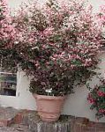 Брейния (Снежный куст), растения для балкона, розовый