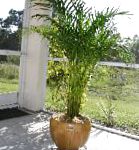 Арека (Бетель), растения для балкона
