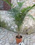 Равенея, растения для балкона