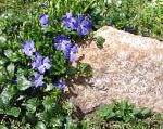 Барвинок (Винка), садовые цветы, голубой