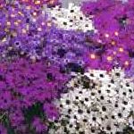 Брахикома, садовые цветы, фиолетовый