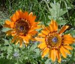 Венидиум пышный (Арктотис), садовые цветы, оранжевый