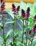 Вербейник (Лизимахия) черно-пурпурный, садовые цветы