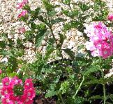 Вербена гибридная, садовые цветы, розовый