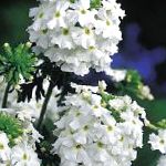 Вербена гибридная, садовые цветы, белый