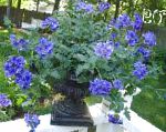 Вербена гибридная, садовые цветы, синий