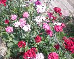 Гвоздика турецкая, садовые цветы, розовый