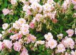 Гелиантемум (Солнцецвет), садовые цветы, розовый