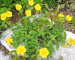 Гелиантемум (Солнцецвет), садовые цветы, желтый