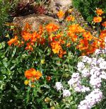 Гелиантемум (Солнцецвет), садовые цветы, оранжевый