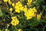 Гелиптерум (Акроклинум, Роданте)), садовые цветы, желтый