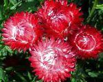 Гелиптерум (Акроклинум, Роданте)), садовые цветы, красный