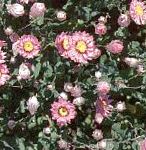 Гелиптерум (Акроклинум, Роданте)), садовые цветы, розовый