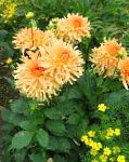 Георгина, садовые цветы, оранжевый