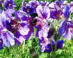 Герань (Журавельник), садовые цветы, фиолетовый