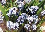 Гиацинтелла, садовые цветы, голубой