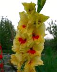 Гладиолус (Шпажник), садовые цветы, желтый