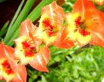 Гладиолус (Шпажник), садовые цветы, оранжевый