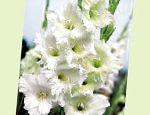 Гладиолус (Шпажник), садовые цветы, белый