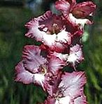 Гладиолус (Шпажник), садовые цветы, бордовый
