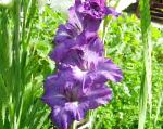 Гладиолус (Шпажник), садовые цветы, фиолетовый