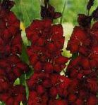 Гладиолус (Шпажник), садовые цветы, бордовый