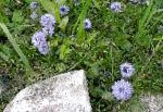 Глобулярия, садовые цветы, голубой