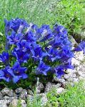 Горечавка многолетняя , садовые цветы, синий