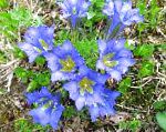 Горечавка многолетняя , садовые цветы, голубой
