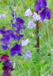 Горошек душистый, садовые цветы, фиолетовый