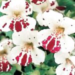 Губастик гибридный (Мимулюс), садовые цветы, белый