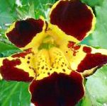 Губастик гибридный (Мимулюс), садовые цветы, бордовый