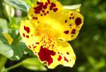 Губастик гибридный (Мимулюс), садовые цветы, желтый