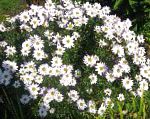 Хризантема сибирская (Дендрантема), садовые цветы, белый