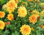 Хризантема сибирская (Дендрантема), садовые цветы, оранжевый