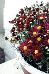 Хризантема сибирская (Дендрантема), садовые цветы, бордовый