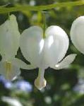 Дицентра (Разбитое сердце), садовые цветы, белый