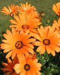 Диморфотека, садовые цветы, оранжевый