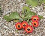 Доротеантус  (Мезембриантемум маргаритоцветковый), садовые цветы, красный