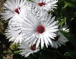 Доротеантус  (Мезембриантемум маргаритоцветковый), садовые цветы, белый