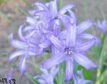 Иксиолирион (Паласса), садовые цветы, голубой