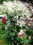 Калуфер (Пижма бальзамическая), садовые цветы, белый