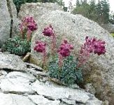 Камнеломка (саксифрага), садовые цветы, бордовый