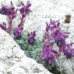 Камнеломка (саксифрага), садовые цветы, фиолетовый